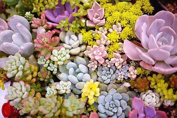 �Aͤ�(zh��n)�F(tu��n)ί(li��n)���Ϻ������y�T�S�_չ΢���^�GֲDIY���(d��ng)���D2��